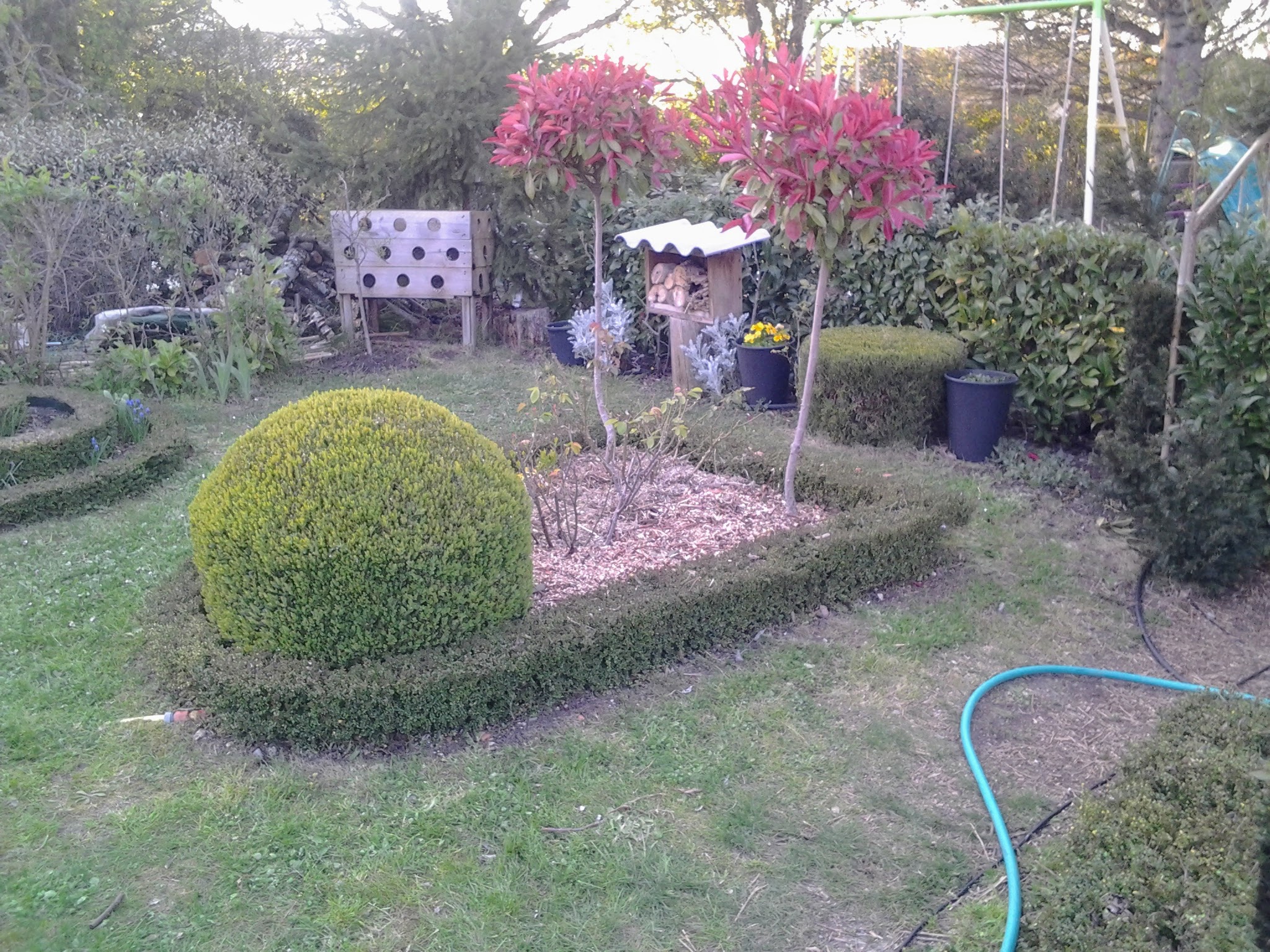 Ce massif se compose d'une boule de buis, une petite haie de chèvrefeuilles arbustifs, deux rosiers anglais ainsi que deux photinias taillés en boule sur tige.