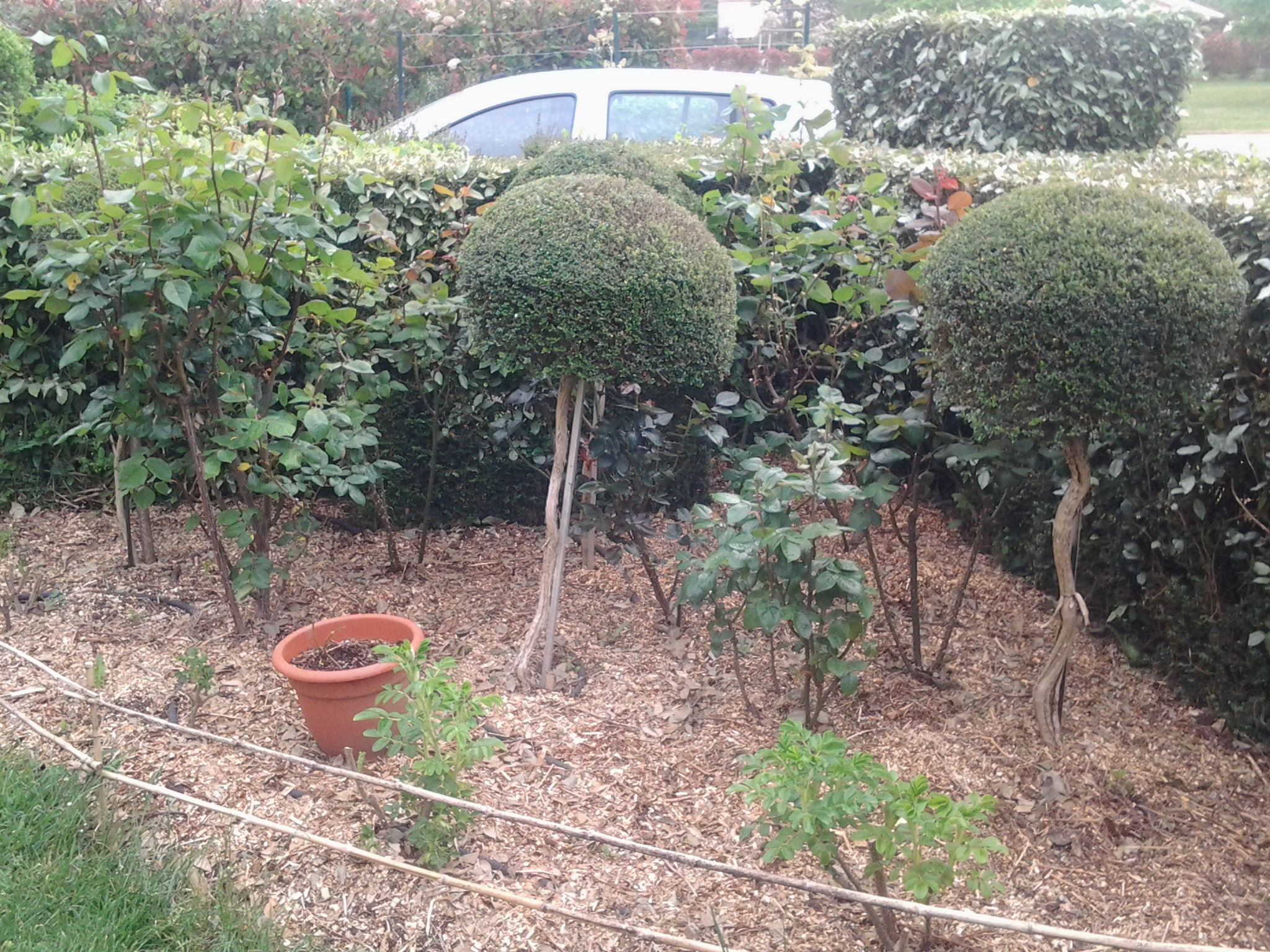 Boules de Chèvrefeuilles arbustifs sur tige