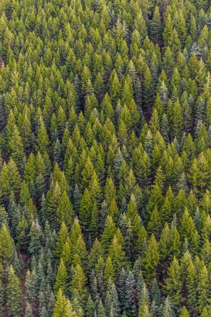 Comprendre la forêt