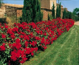 Une haie de rosiers fleuris