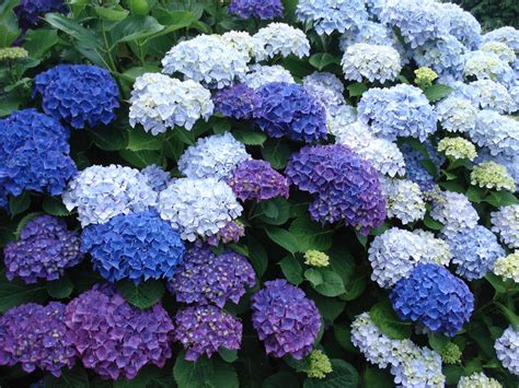 Image illustrants des hortensias.
