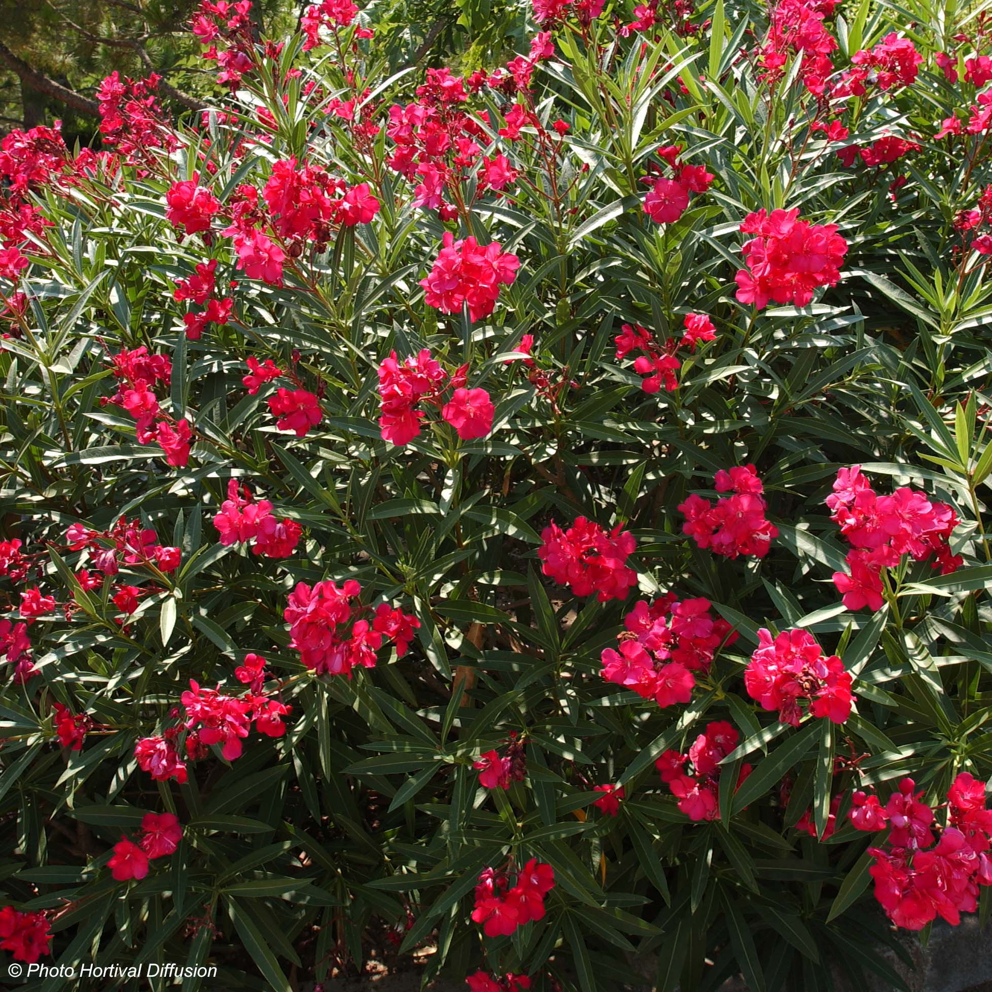 Laurier rose Nerium oleander Rouge Double