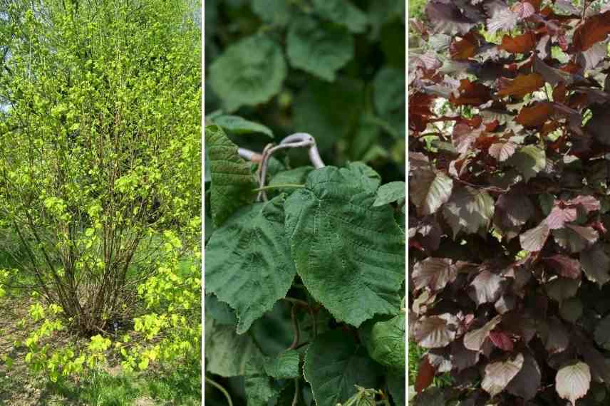Photo présentant différents feuillage de noisettiers