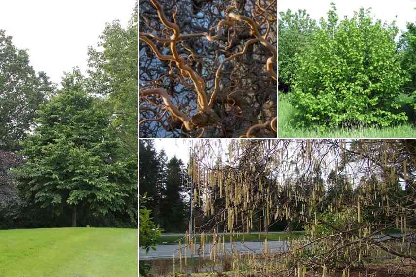 Photo présentant différentes forme de noisettiers