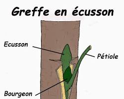 Image illustrant un oeil de prunier greffé