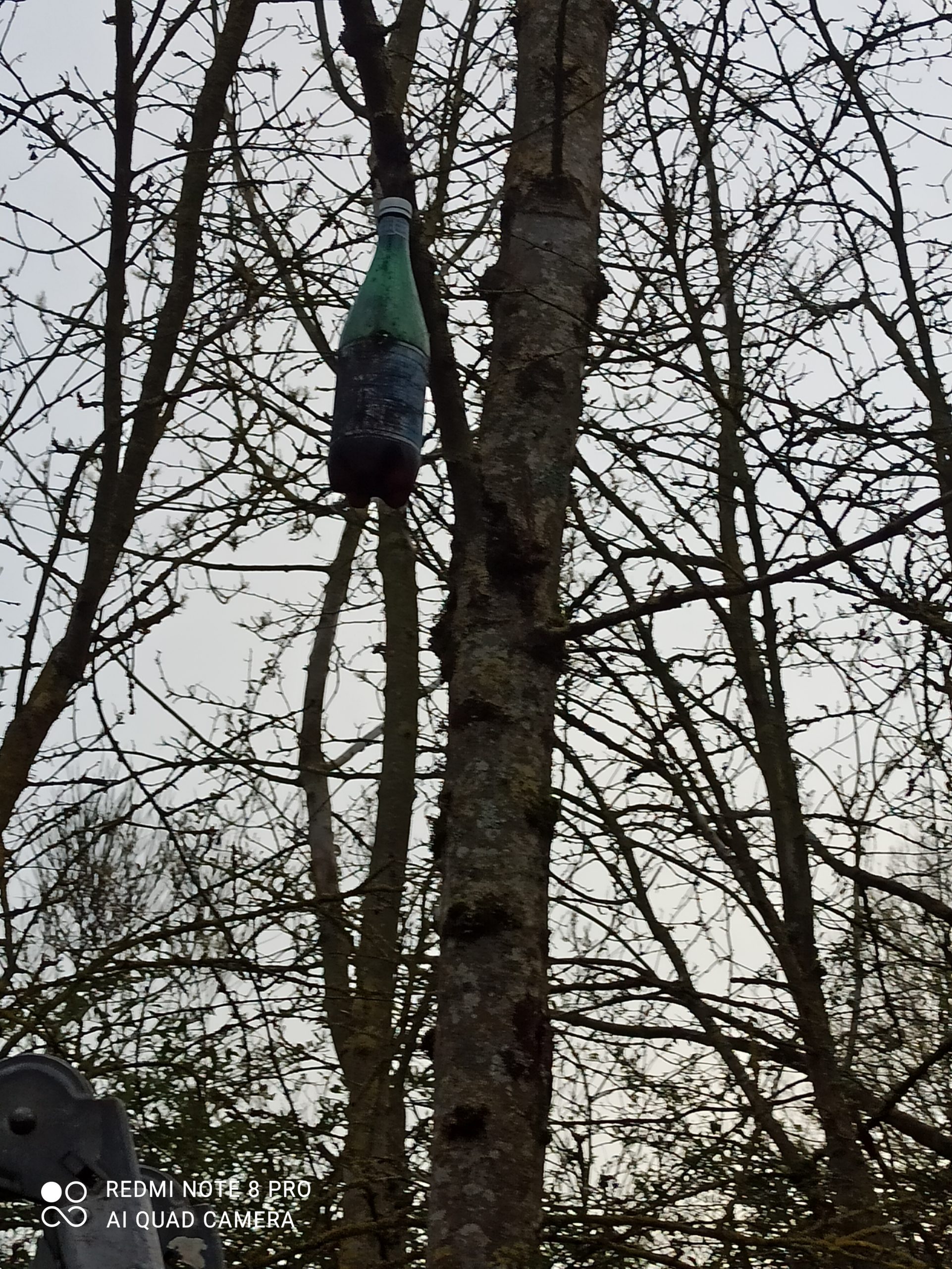 Photo montrant un piège installé dans un arbre