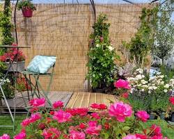 Rosier miniature Pink Drift