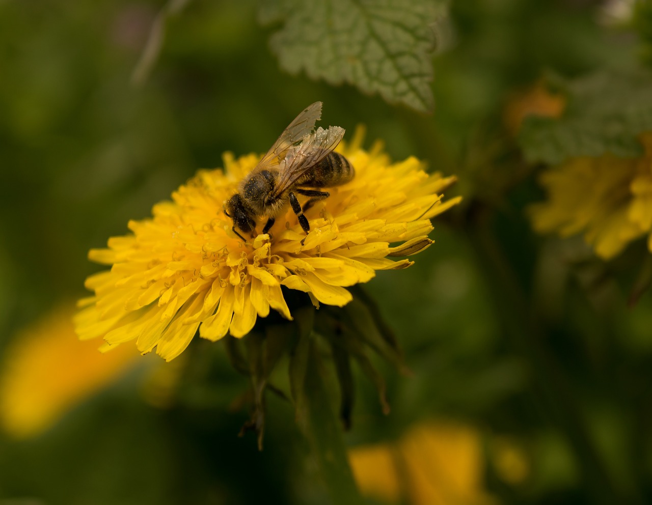 abeille.jpg