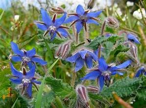 Fleurs de bourrache