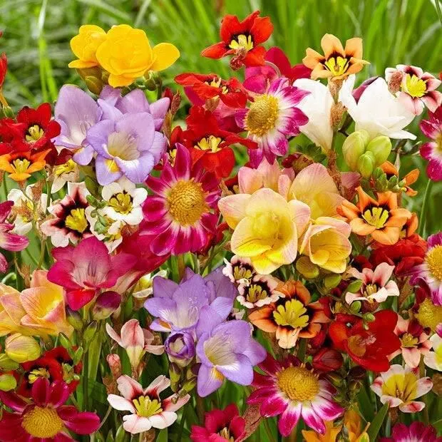 bulbes-de-fleurs-d-ete.webp