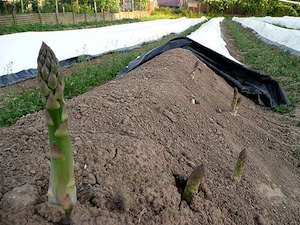 Buttage des asperges blanches