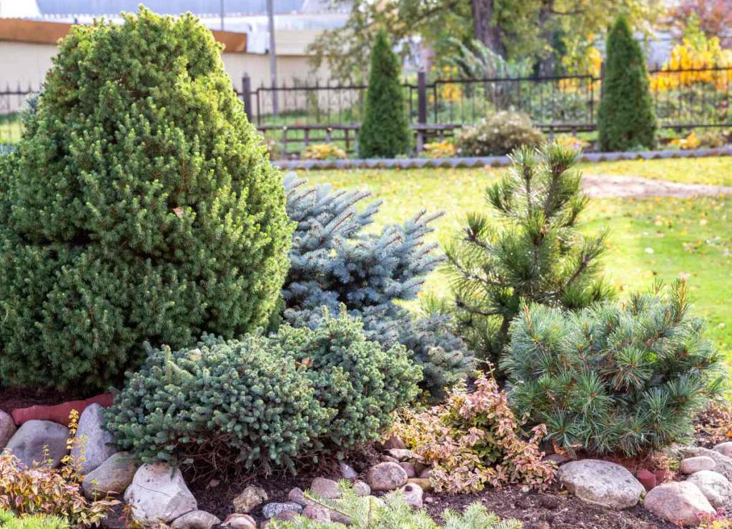 conifere-nain-pour-petit-jardin-et-terrasse.jpg