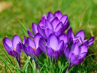 Fleurs de crocus