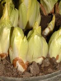 Endives prêtent à ceuillir