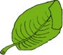Feuille deformée, repliée, enroulée