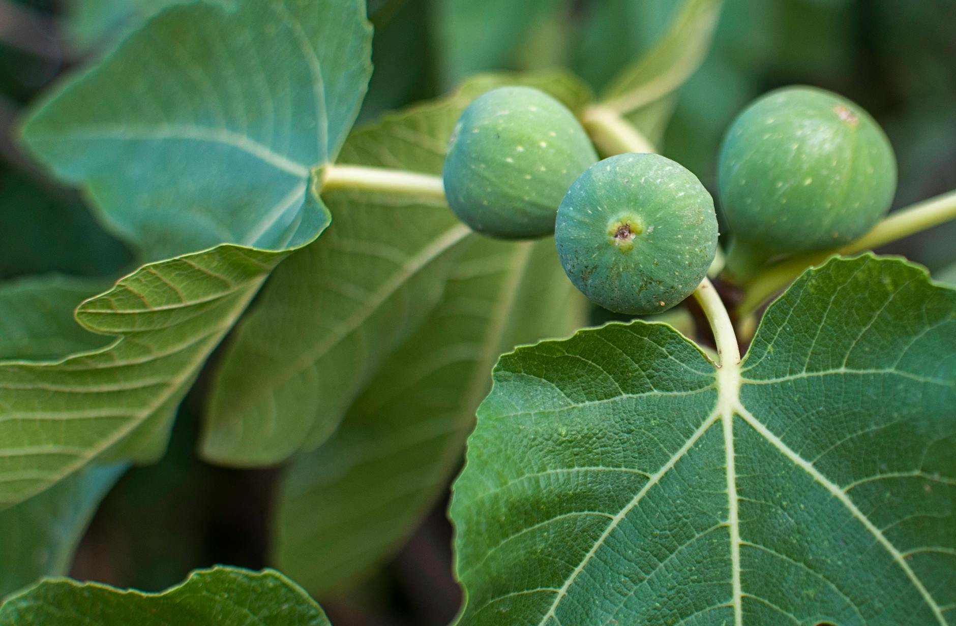 Le fruit du figuier : La figue
