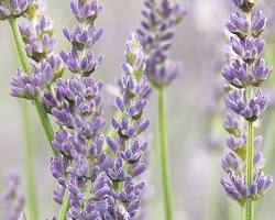fleurs de lavande