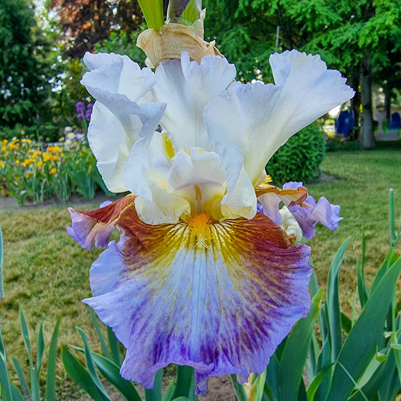 Photo d'une fleur d'ris