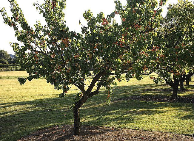 Abres fruitiers plein de fruits