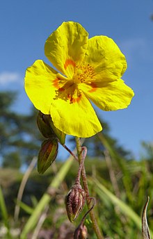 Fleur d'hélianthème