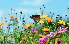 Image illustrant comment préserver la faune et la flore de son jardin
