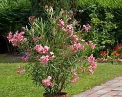 Image d'un laurier rose en pot