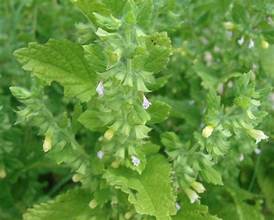 Fleurs de melisse