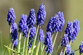 fleurs de muscaris