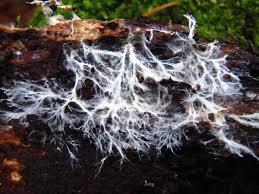 des filaments de mycelium sur un morceau de bois