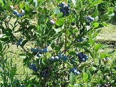 Taille du myrtillier