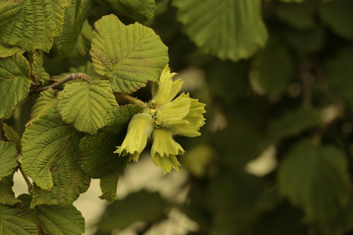 Le fruit du noisettier, la noisette