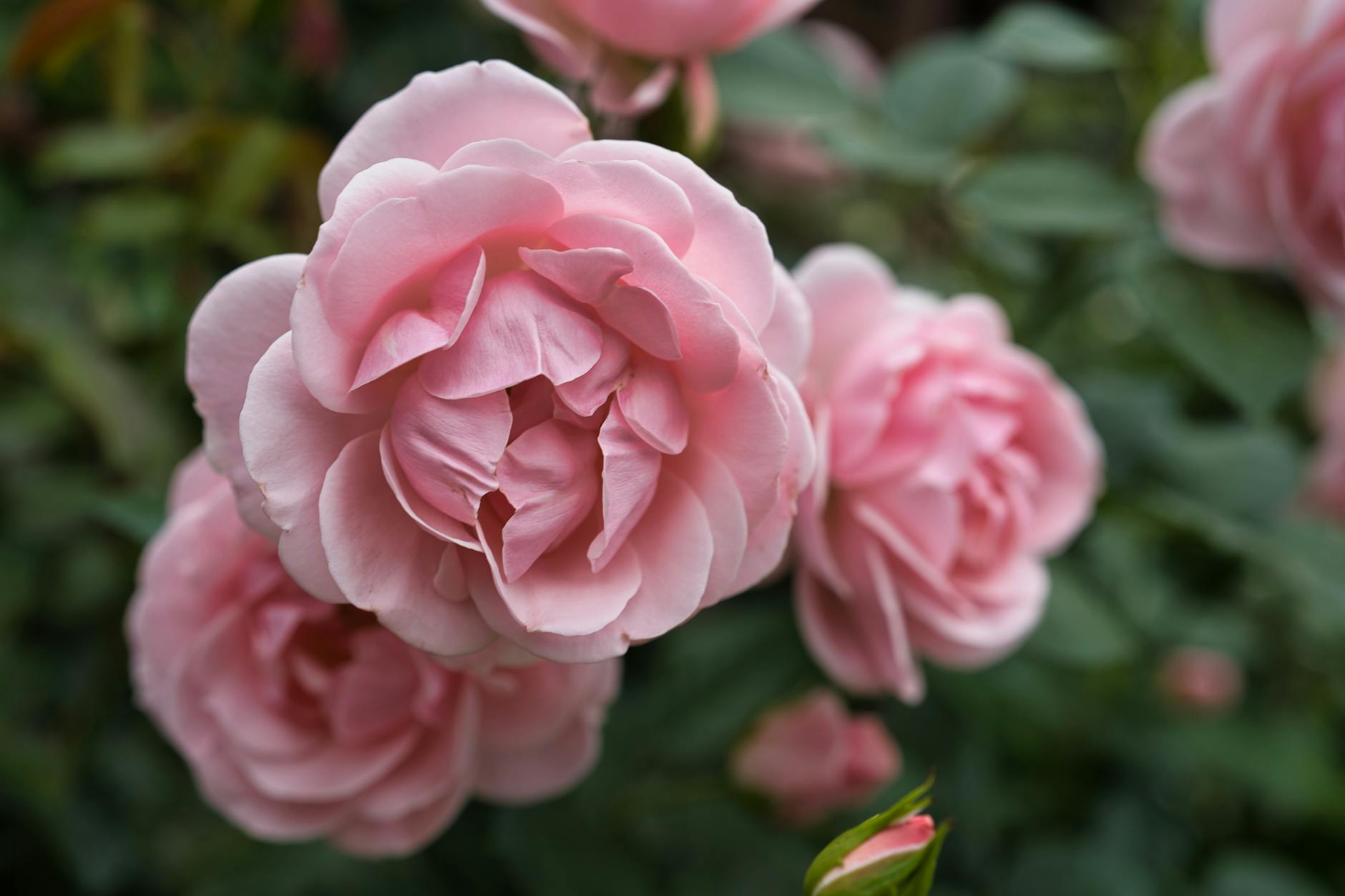 Réussir la plantation des rosiers pour obtenir de belles roses.
