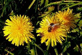 Fleurs de pissenlit