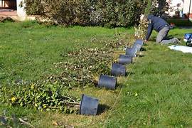 plantation_haie.jpg