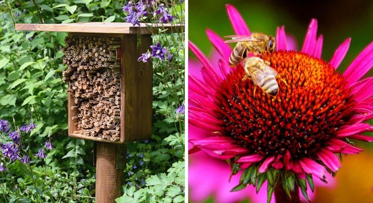 Photo de plantes méllifères pour hotel à insectes.