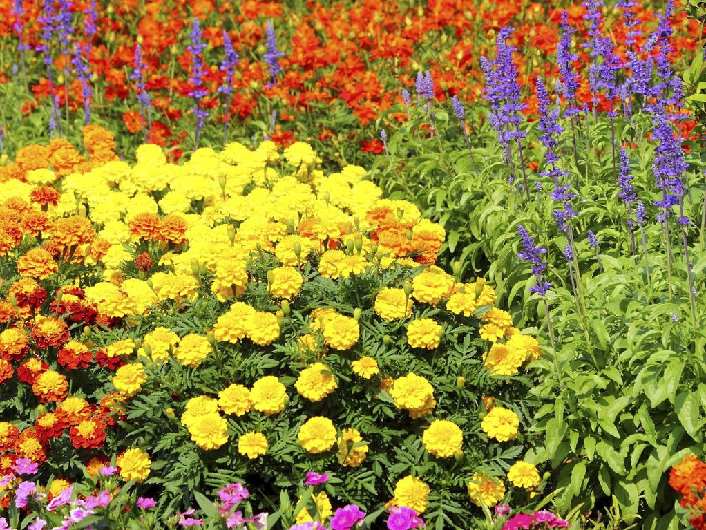plantes_menlliferes2.jpg