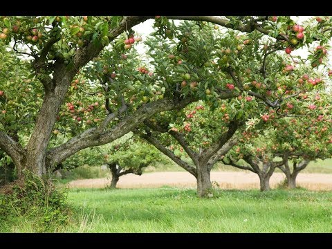 Photo de pommiers de plein vent