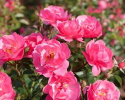 Rosier de provence