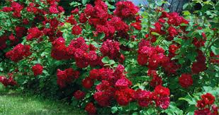 Image de rosiers arbustifs