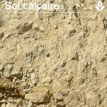 sol_calcaire.webp