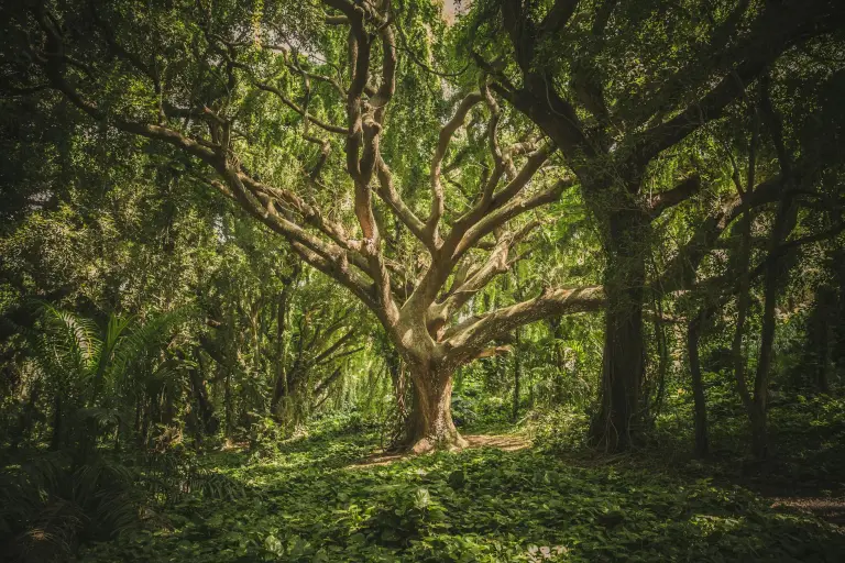 L’importance de la forêt : Les enjeux pour demain