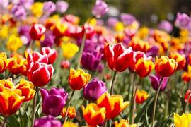 Photo présentant un massif de tulipes.