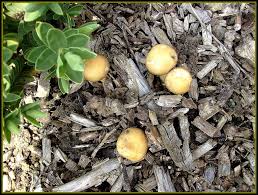 Petits champignons sur BRF